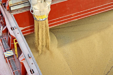 В России вырастут пошлины на экспорт пшеницы и кукурузы